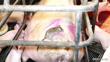 Il video shock di Greenpeace su un allevamento di maiali italiano