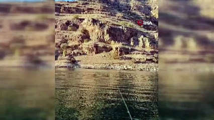 Koruma altındaki yaban keçileri böyle görüntülendi