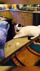 😂 Funniest Cats and Dogs Ever! 🐱🐶 Try Not to Laugh Challenge 2025 🤣