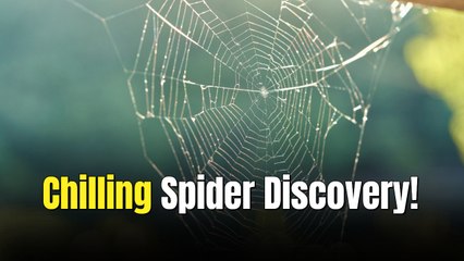 World’s Largest Spiderweb Has Been Discovered