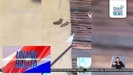 Huli-cam – Malaking sawa, nakita sa baha | Unang Balita