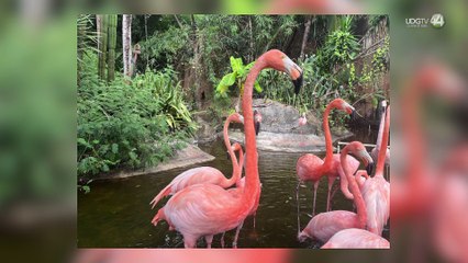 Confirman buenas condiciones de animales en el Zoológico de Vallarta