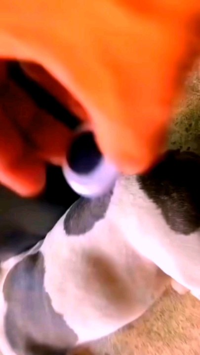 #dog #4eyes #sn2sg #sun8ms #sun8 #lol #sunnight #behind #sunnightmusic #back #cute #funny #sunnightblues #sun8blues #pets #makeupaddict #doglover #makeuptransformation #doglife #sun8pop #sun8blues #TheOtherEye #lit #Brainrot #silly #havefun #enjoy