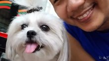 🔴 BONDING WITH PICKLES AFTER VET CHECK UP #shihtzu