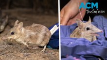 Rare bandicoot re-introduced to NSW park after 150 year absence
