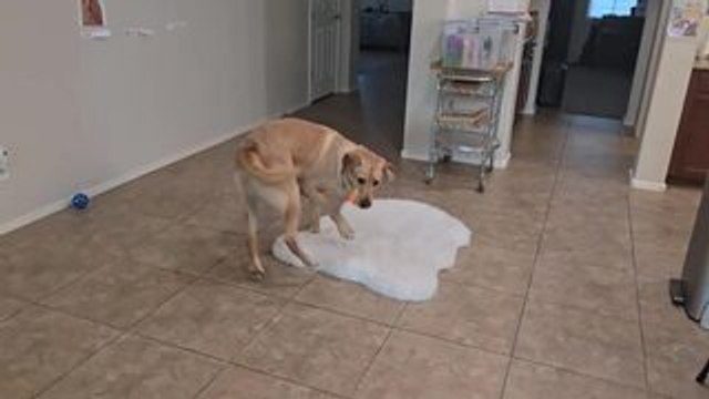 Guide Dog in Training Can't Contain His Excitement During Playtime
