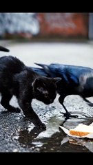 Crow Helps Cat Eat 🐦🐱 | Unbelievable Animal Friendship | Heartwarming Animal Video 2025