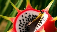 Dragon Fruit Cutting 🍉😋 | ASMR Vibes