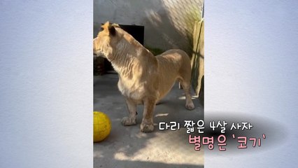 얼굴은 사자, 다리는 고양이? [앵커리포트] / YTN
