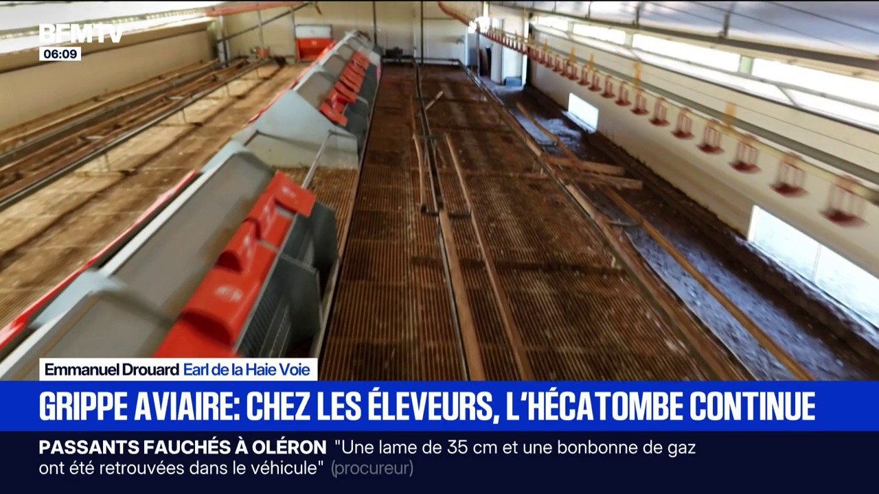 Grippe aviaire: l'hécatombe continue chez les éleveurs