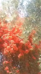 Couleurs  ,printemps et symbiose