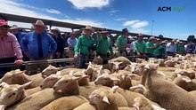 Bendigo Blue Ribbon first cross sheep sale
