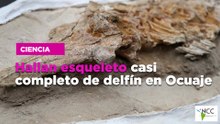 Hallan esqueleto casi completo de delfín en Ocuaje