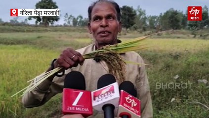 बेमौसम बारिश से धान की फसल प्रभावित, किसानों को अब सरकार से उम्मीद