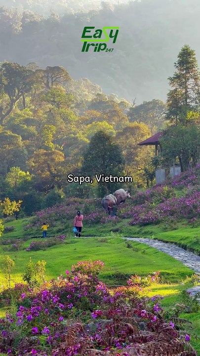 Sapa Sunlight | Morning Glow Over the Northern Mountains