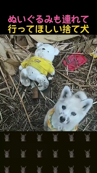 大事な友達を置いていけない子犬