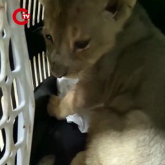 Türkiye'ye kaçak yollarla getirilen yavru Afrika aslanı koruma altına alındı.