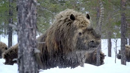 Ein Planet vor unserer Zeit - staffel 3 Trailer OV