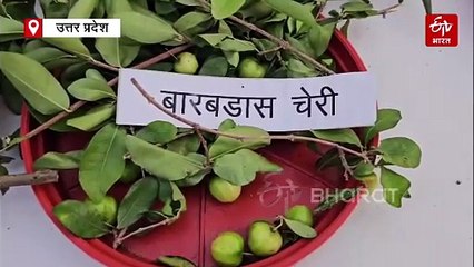 यूपी के किसान करेंगे मलेशियन रेड अमरूद और बारबाडोस चेरी की खेती, सेहतमंद बनाएंगे ये फल