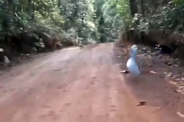 The Kagu, an almost extinct bird meets its own kind