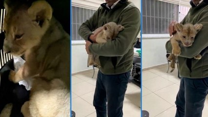 Yasa dışı yolla getirilen 35 günlük Afrika aslanı koruma altına alındı!