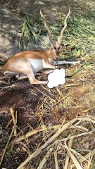 Do you also love nature in the same way?