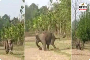 हाथियों का आतंक