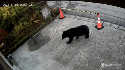 100 heridos y más de 10 muertos por ataques de osos hacen que Japón despliegue a su ejército