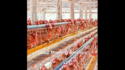 Good Morning America