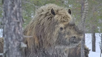 Planète préhistorique - saison 3 Bande-annonce VF