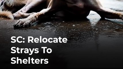 Supreme Court Orders States to Remove Stray Dogs from Schools and Hospitals