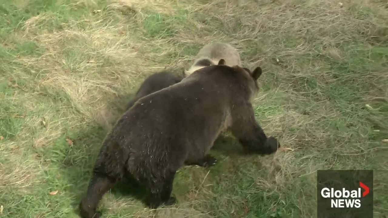 “All options on the table” to manage Alberta's concerning grizzly population