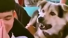 Funny Frank dog video viral video social media Dailymotion