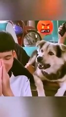 Funny Frank dog video viral video social media Dailymotion