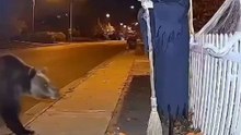 Halloween vs bear