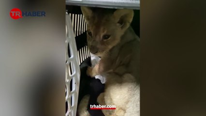 İkinci Goril Zeytin vakası! Yasa dışı yolla getirilen Afrika aslanı yavrusuna el konuldu