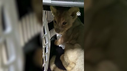 Tuzla’da yasa dışı yollardan getirilen Afrika aslanı ele geçirildi