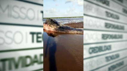 Video baleia gingante foi encontrada morta na Ilha das Espaças, em Chaves, no Arquipélago