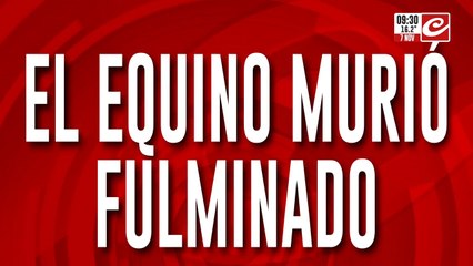 Caballo muere electrocutado tras pisar cable de conexión clandestina