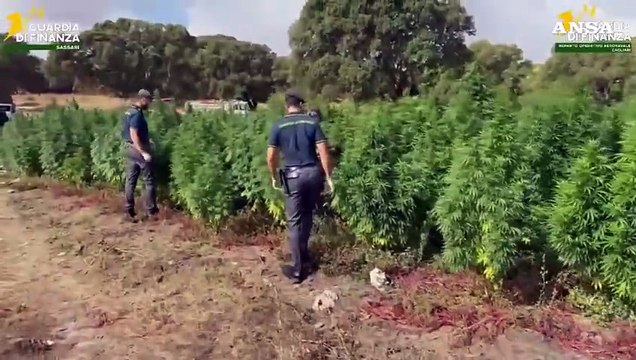 Piantagione con 4.600 alberi di marijuana scoperta nel Sassarese