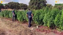 Piantagione con 4.600 alberi di marijuana scoperta nel Sassarese