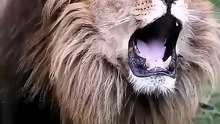 This Lion Is NOT Mad at You... He's Mad at His BOSS! 😡