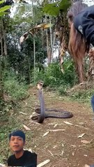 The King Cobra Just Rejected Him! 💔 This Snake Was Not Having It Today!
