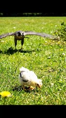 Crow Saves a Chick from a Hawk 🐦🛡️ | Heroic Bird Rescue in the Wild