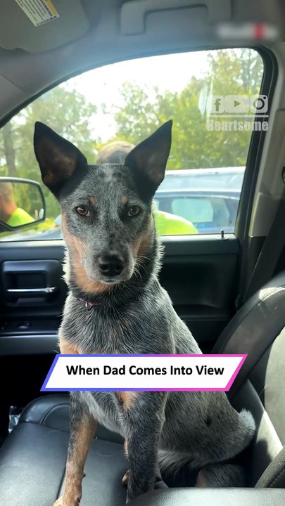 Puppy Reunites with Dad After a Week—Tail-Wagging Joy Overload!|| Heartsome 💖
