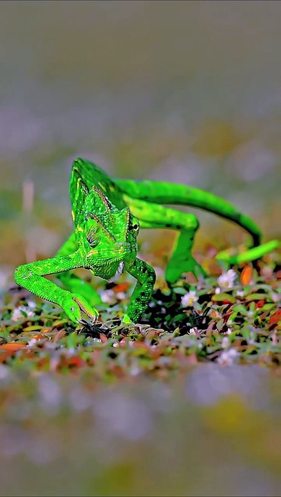 Indian Chameleon 🦎 When you walk into weekend vibes like a legend… slow, stylish, slightly con