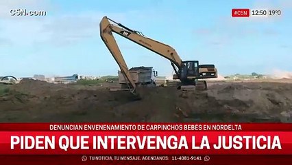 Los vecinos de Nordelta denunciaron envenenamiento sobre carpinchos bebés