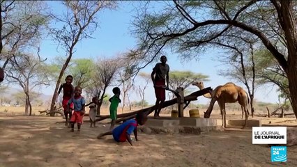 Kenya : Dans le nord du pays frappé par le changement climatique, les dromadaires remplacent les vaches