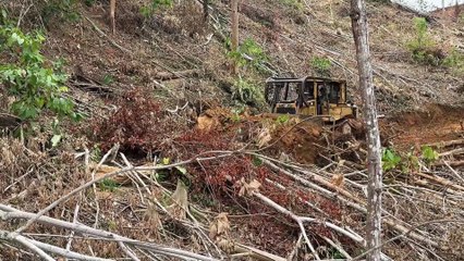 Peeking at the D6R XL Bulldozer Process Opening New Roads in the Mountain Plantation