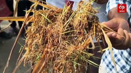 ବର୍ଷକର ଅମଳ ଉଜାଡି଼ଦେଲା ବାତ୍ୟା 'ମୋନ୍ଥା', ଧାନକେଣ୍ଡା ଧରି ତହସିଲ ଅଫିସରେ ଚାଷୀ